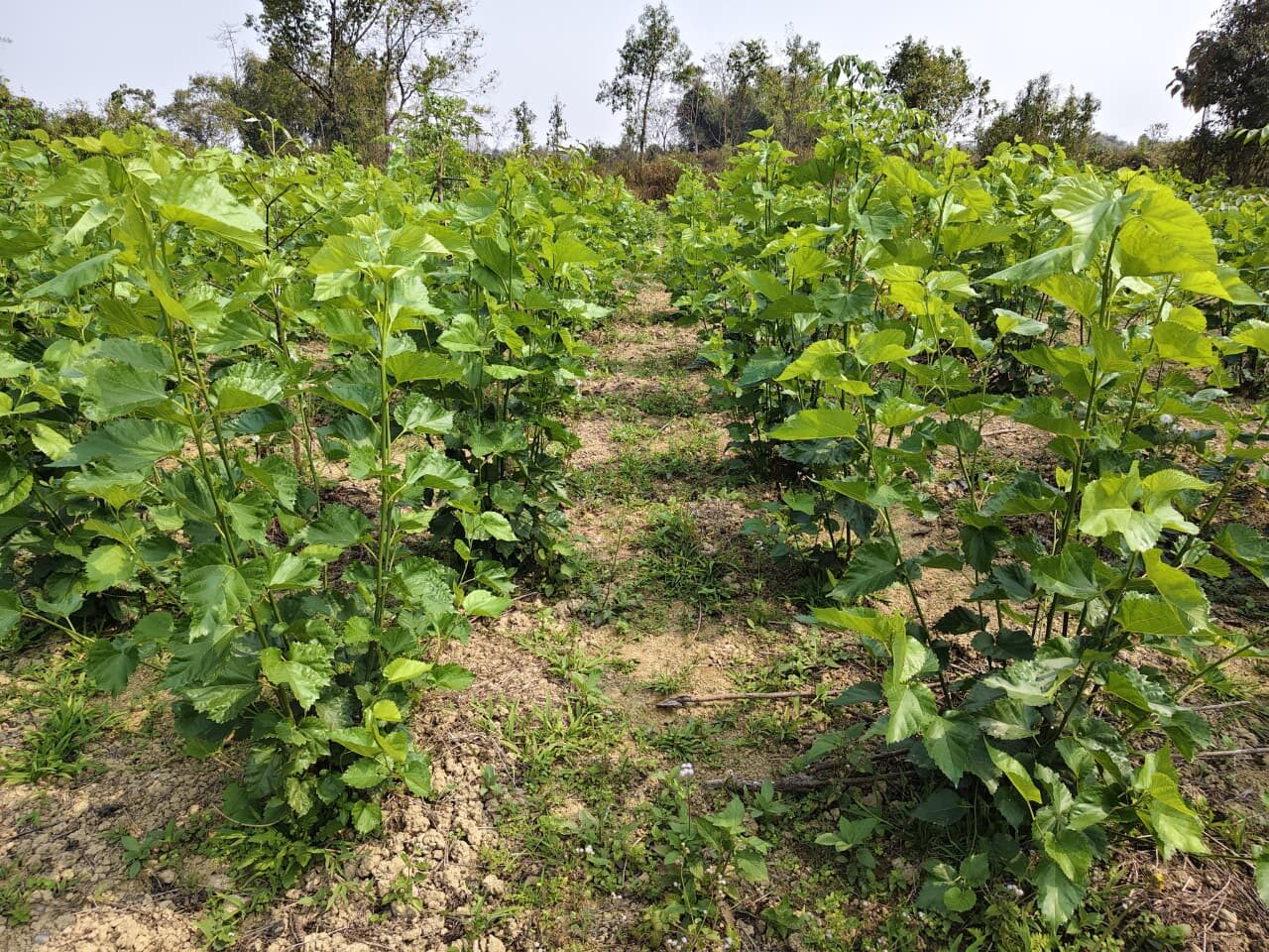 Host plant block plantation